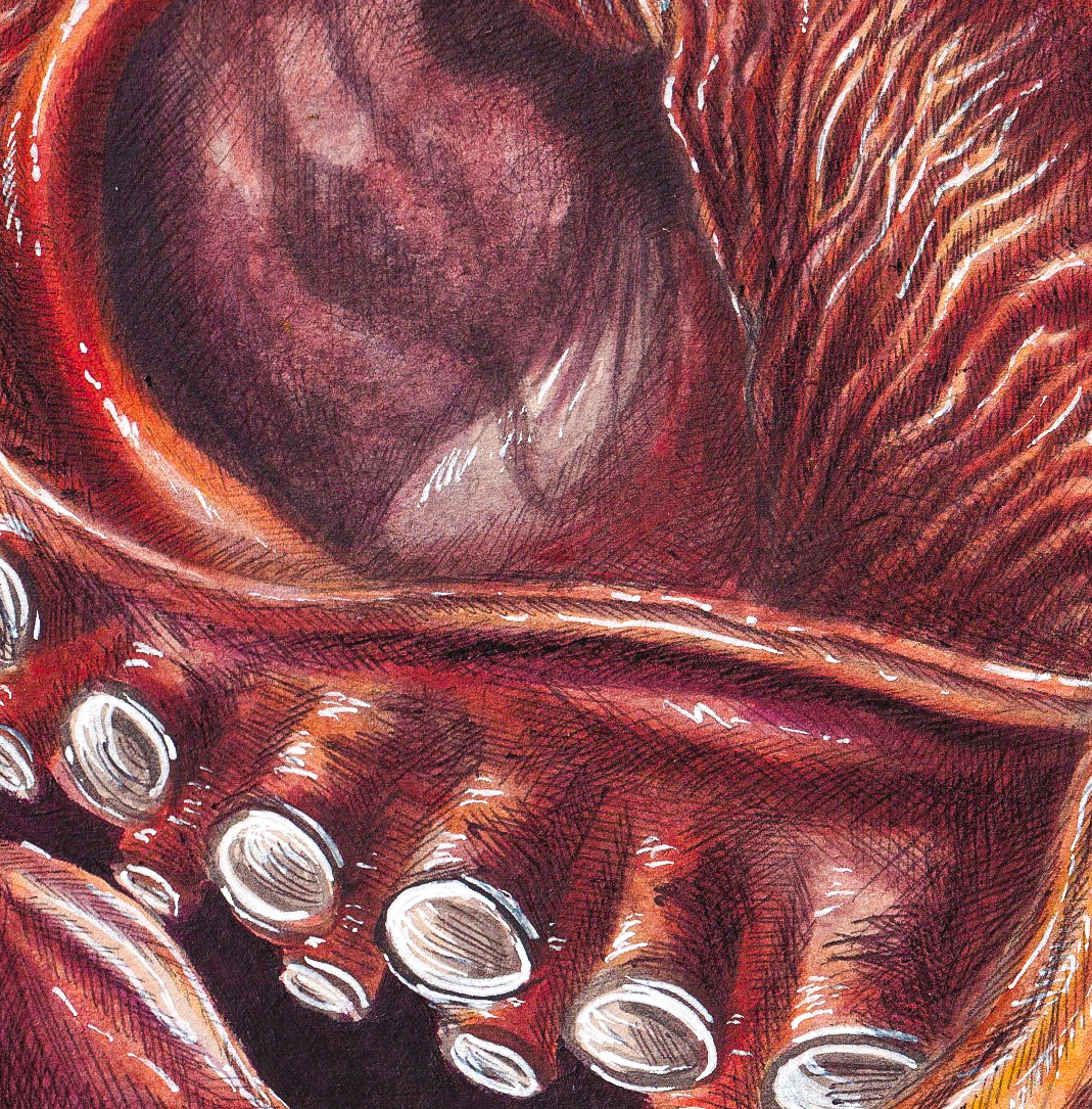 Octopus Mixed Media thumbnail 5