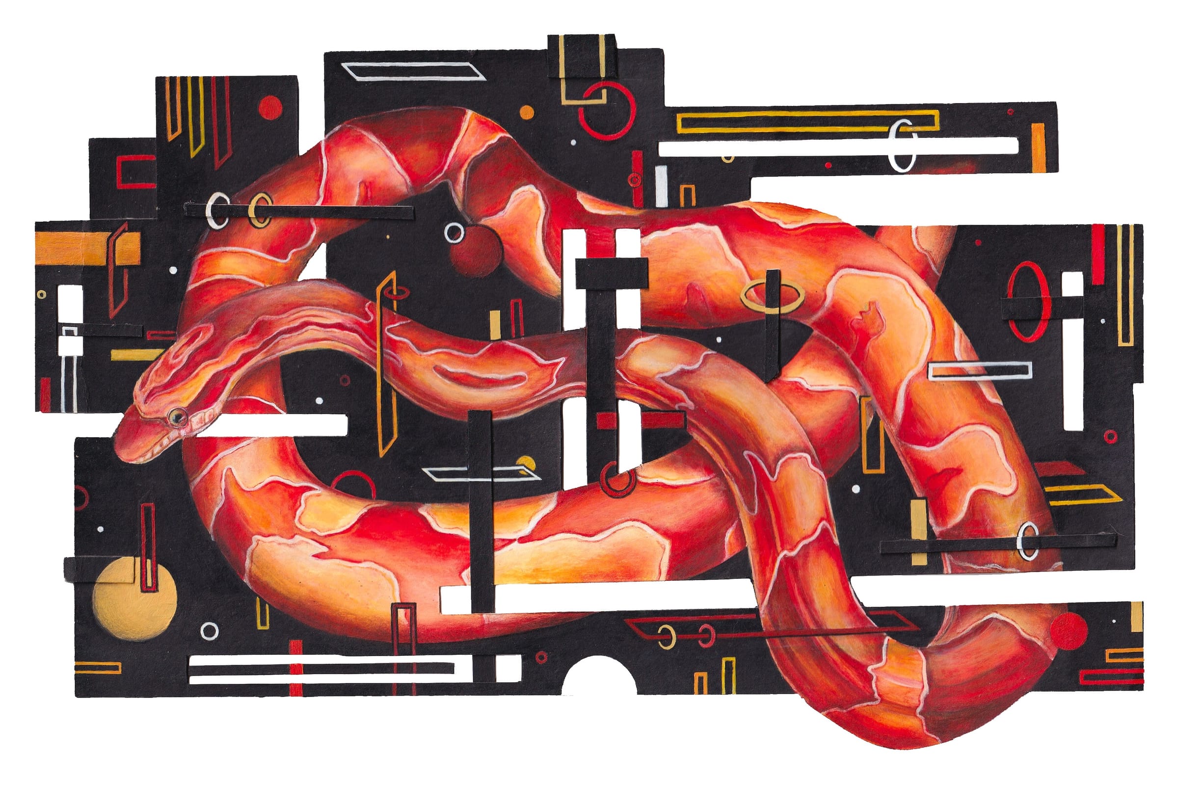 Corn Snake