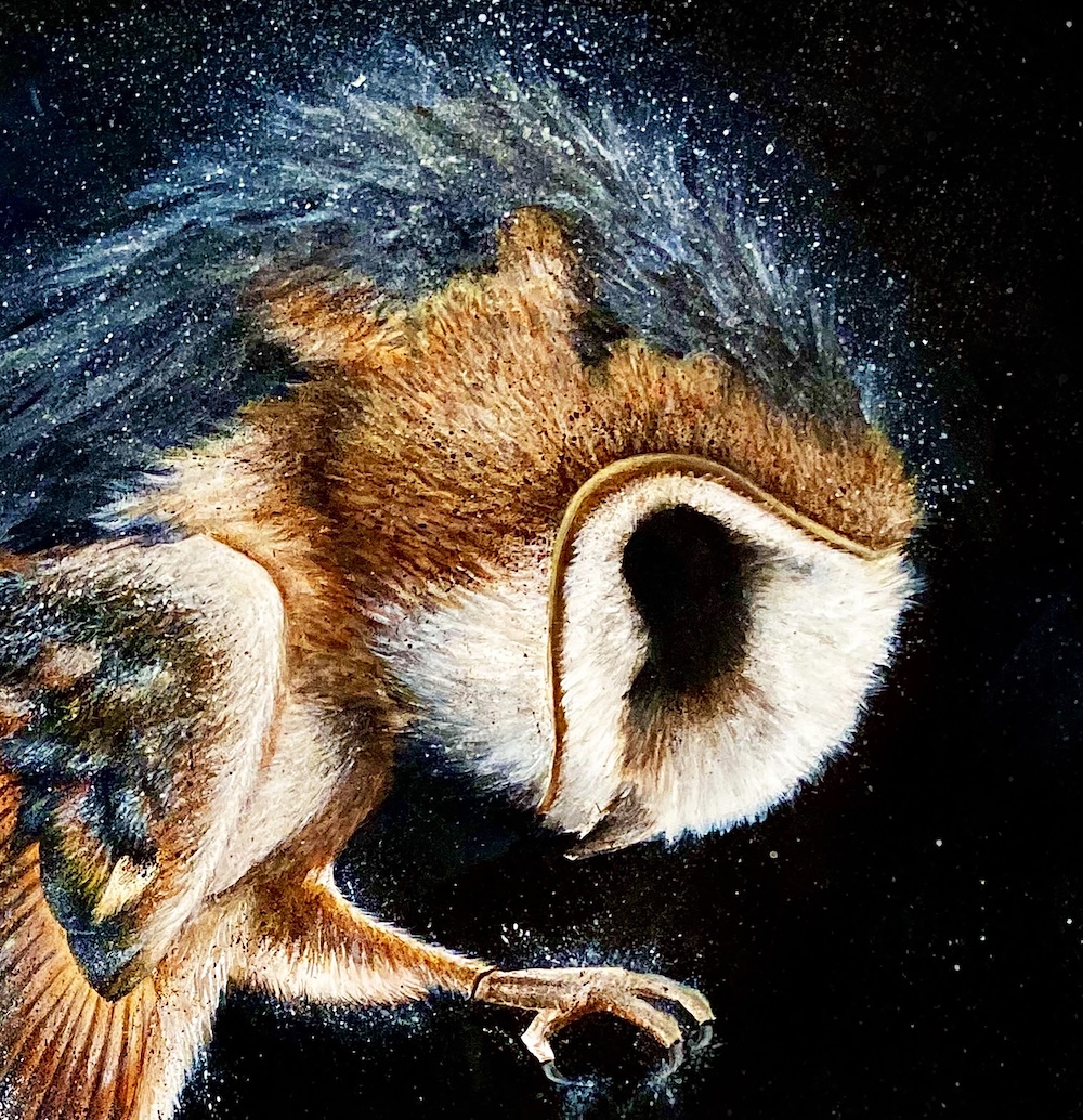 Owl thumbnail 2