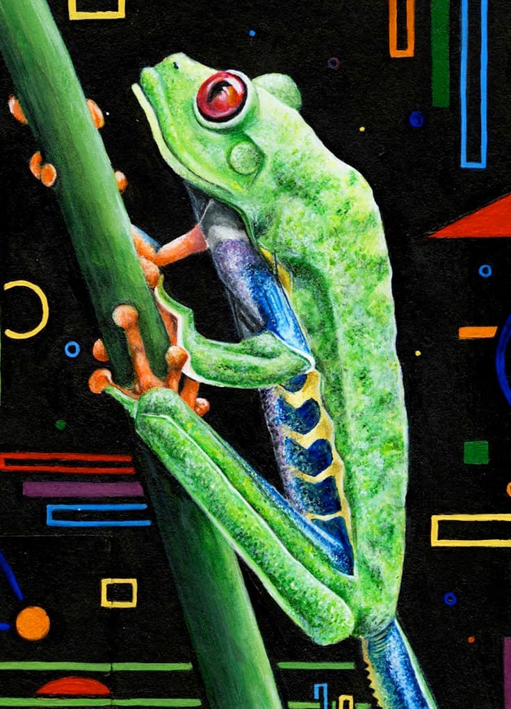 Red-Eyed Tree Frog thumbnail 5