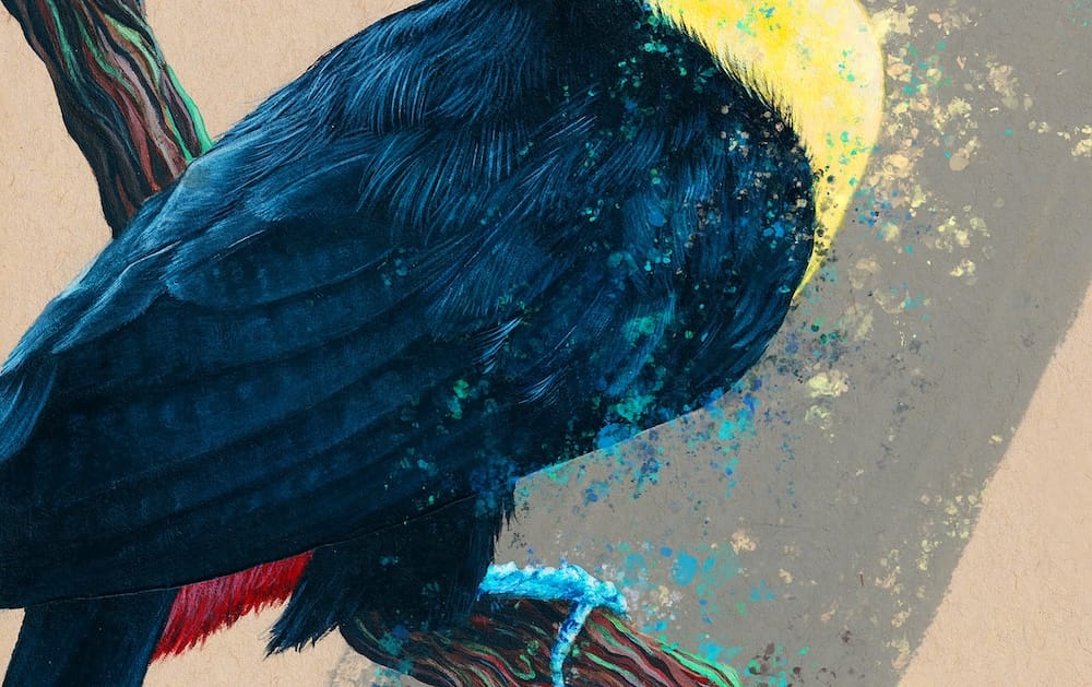 The Keel-billed Toucan thumbnail 7