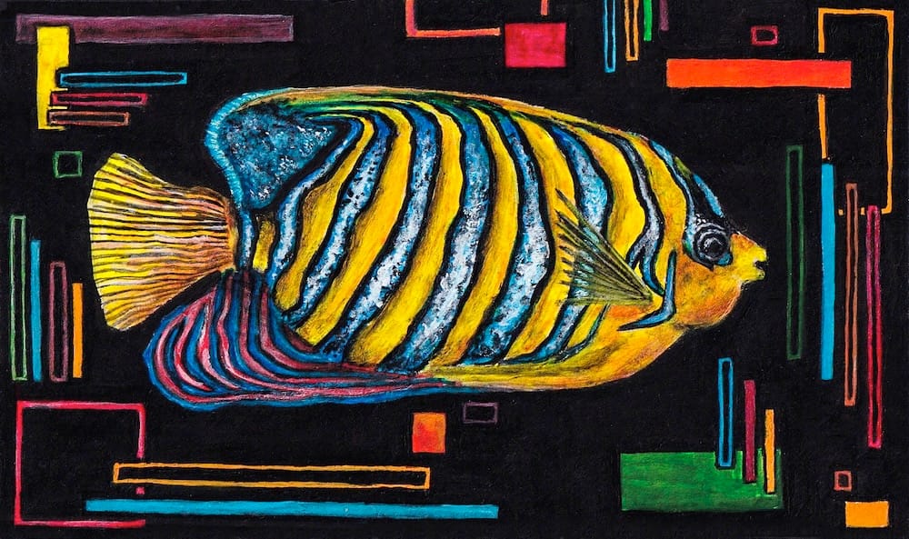 Regal Angelfish thumbnail 2