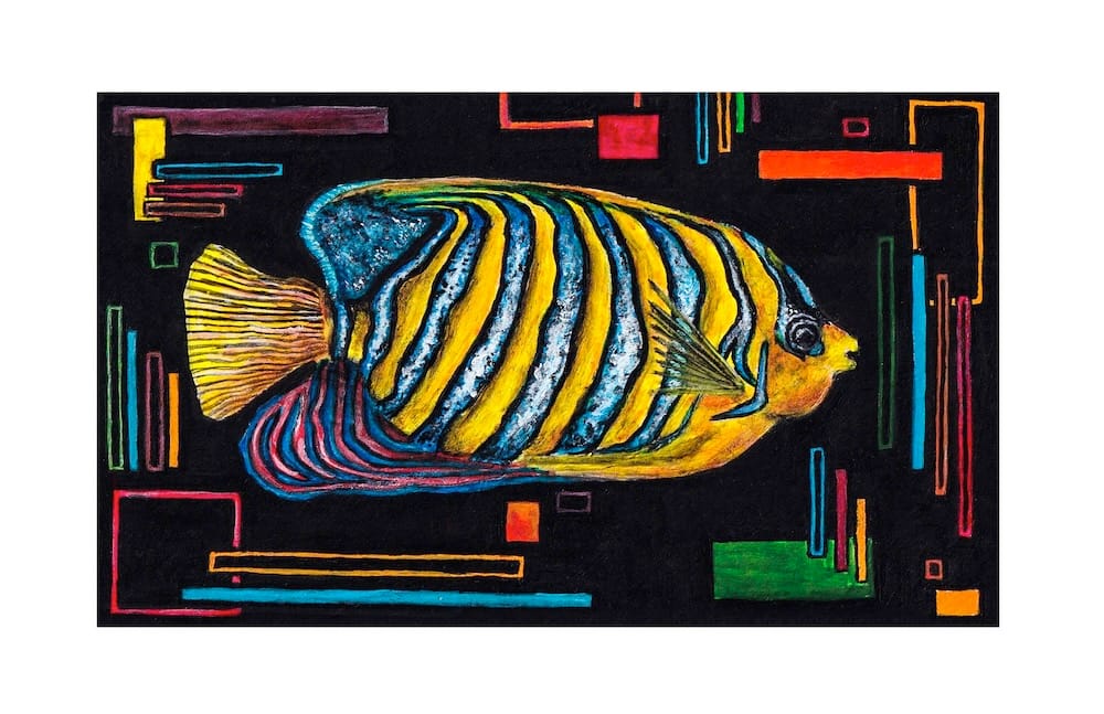 Regal Angelfish