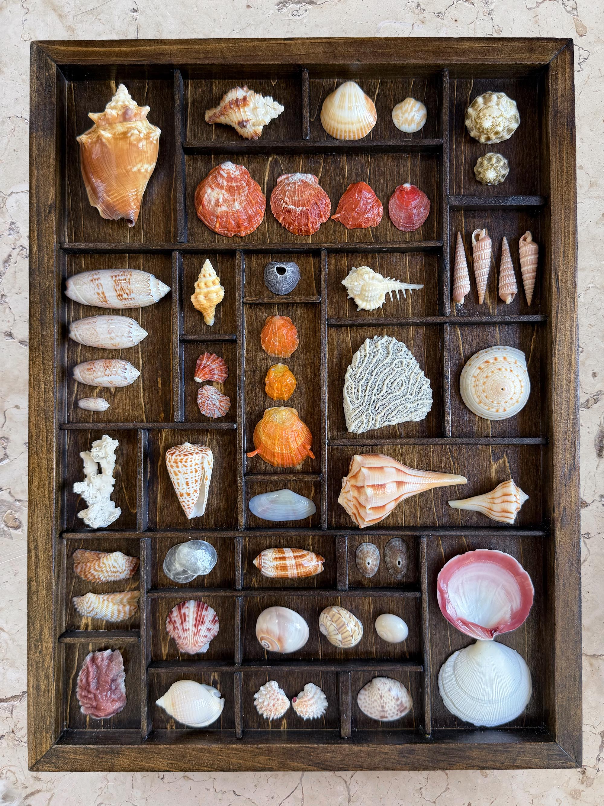 Seashells from Boca Raton
