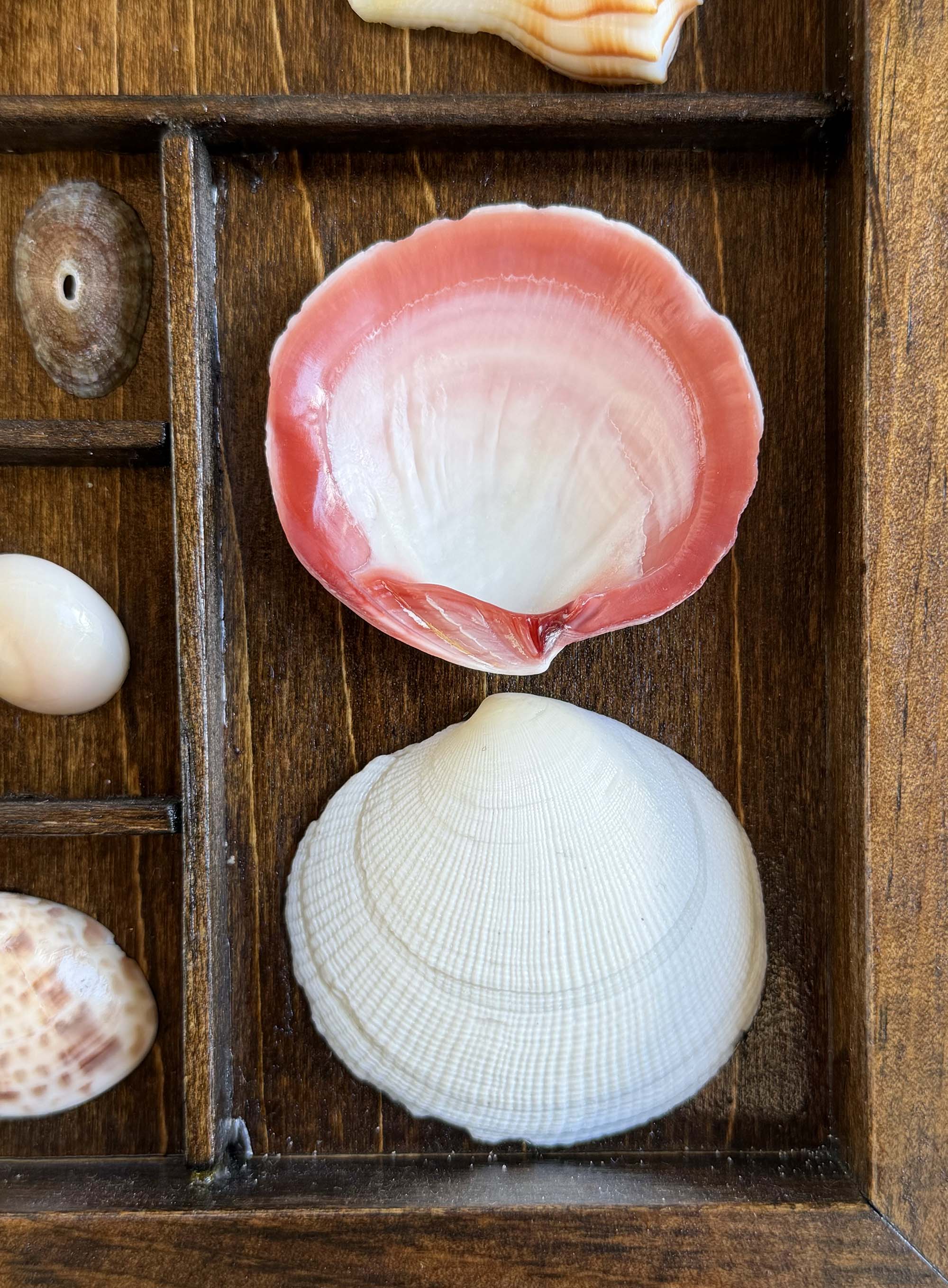 Seashells from Boca Raton thumbnail 4