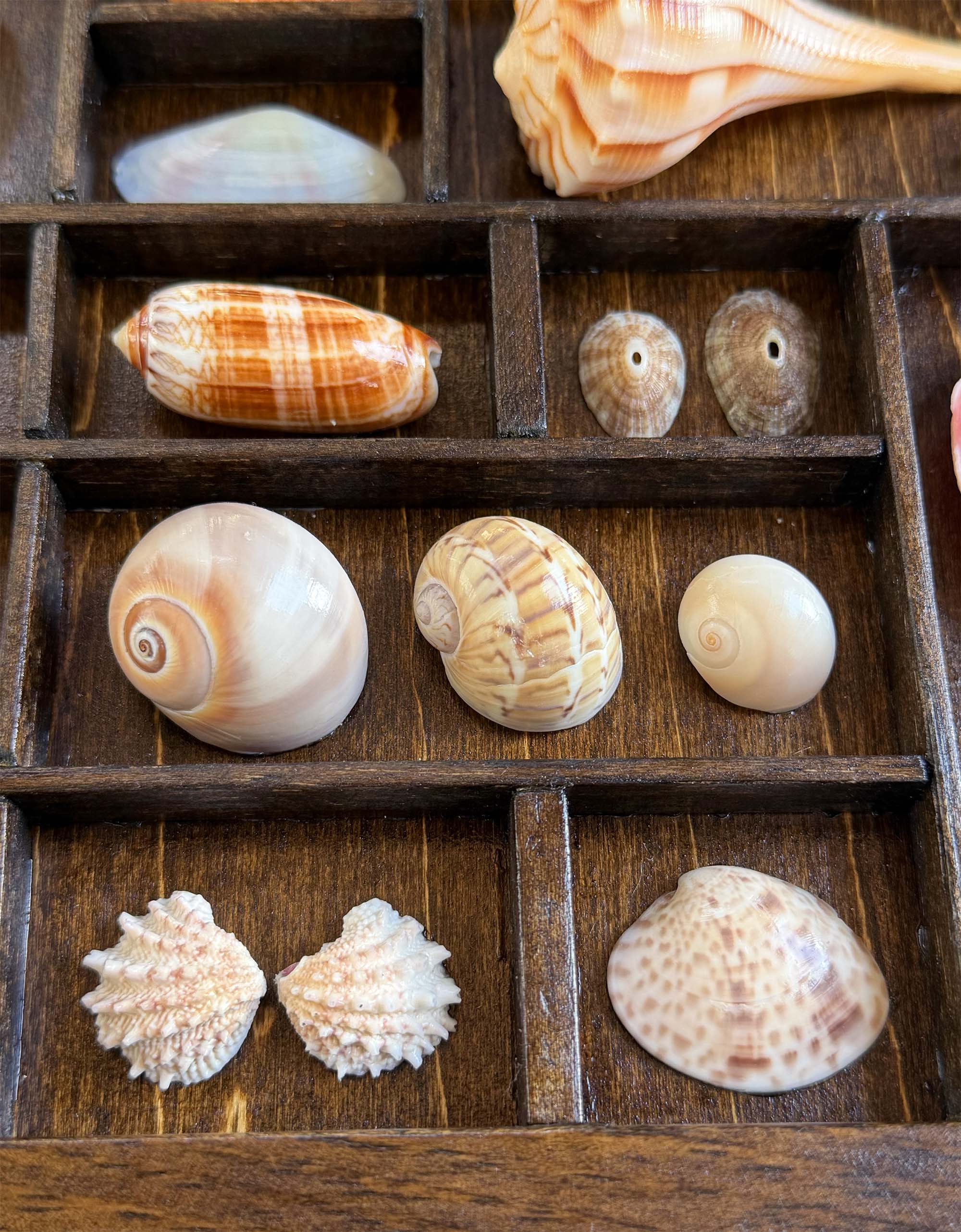 Seashells from Boca Raton thumbnail 5