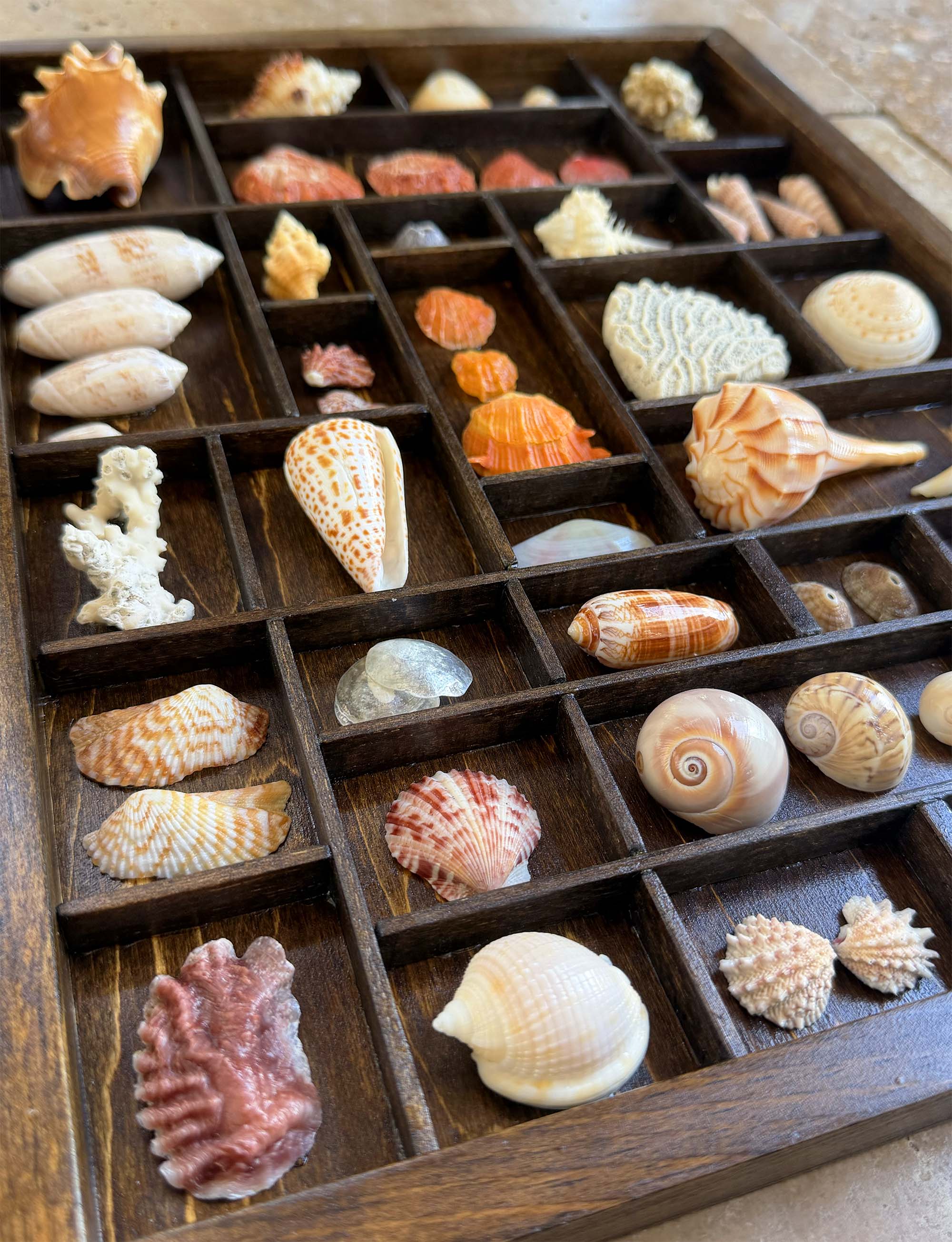 Seashells from Boca Raton thumbnail 7