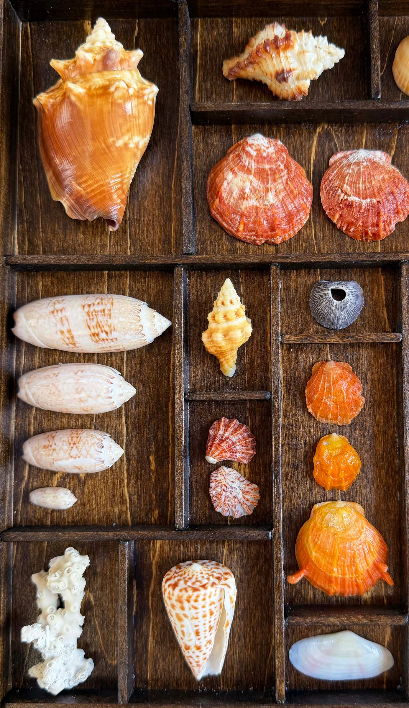Seashells from Boca Raton thumbnail 4
