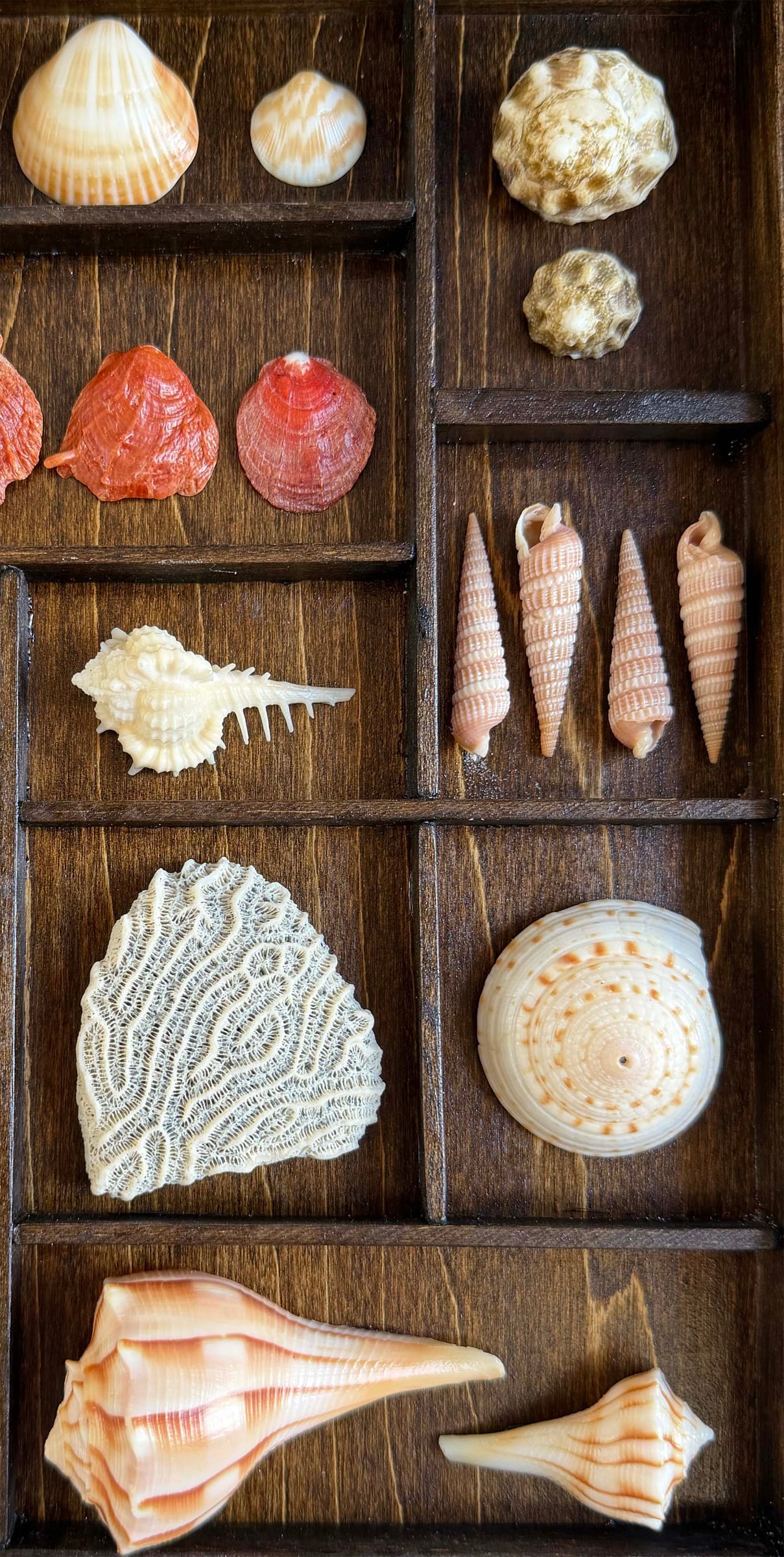 Seashells from Boca Raton thumbnail 5