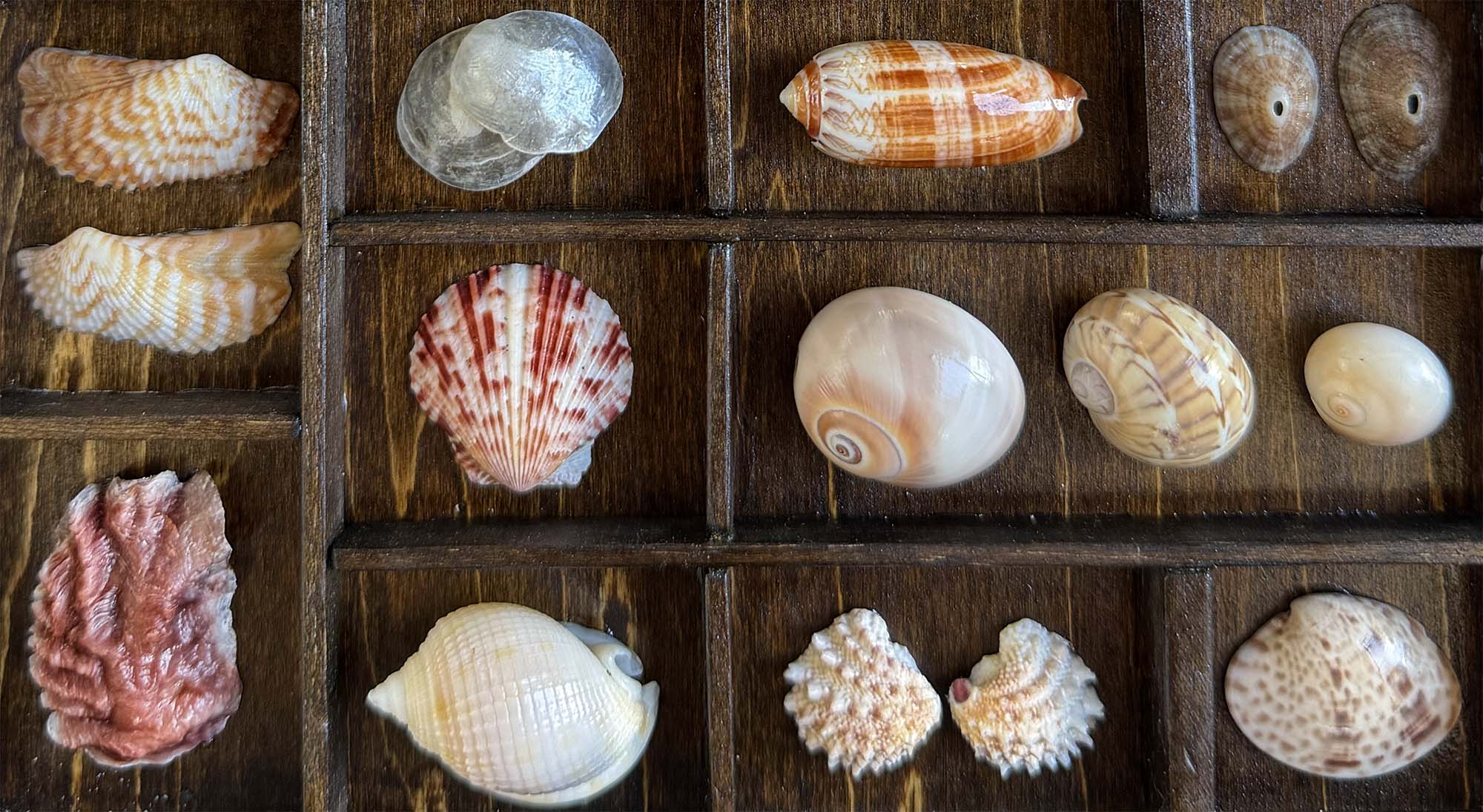 Seashells from Boca Raton thumbnail 8